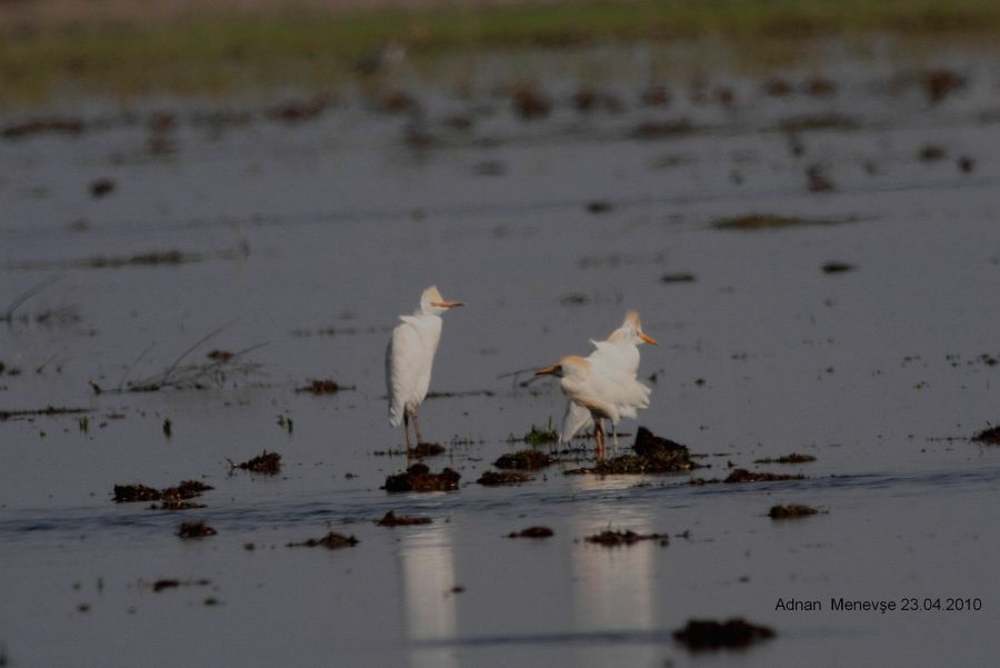 Western Cattle Egret