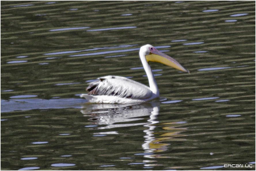 Great White Pelican