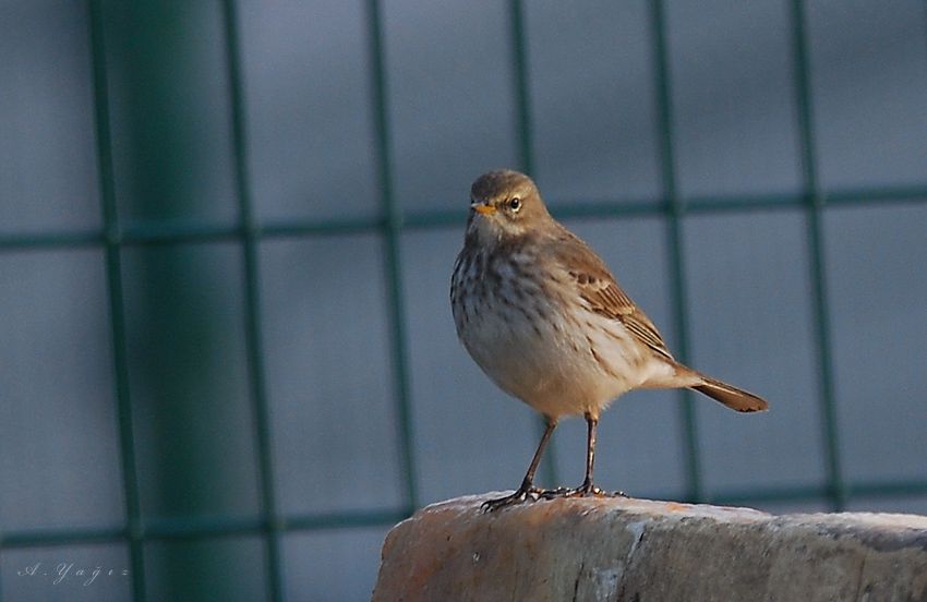 Water Pipit