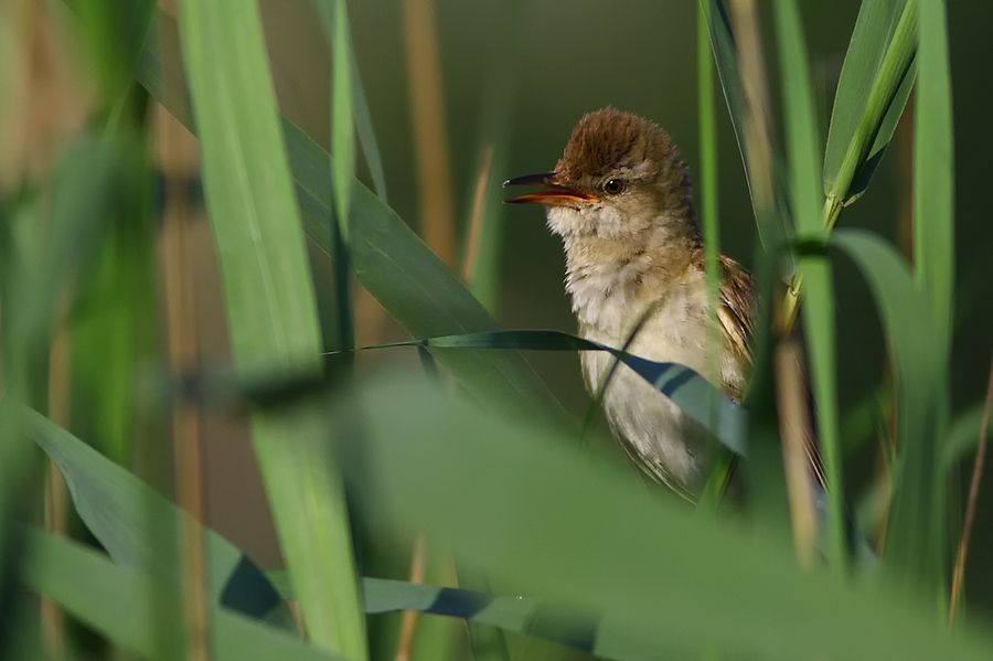 Great Reed Warbler