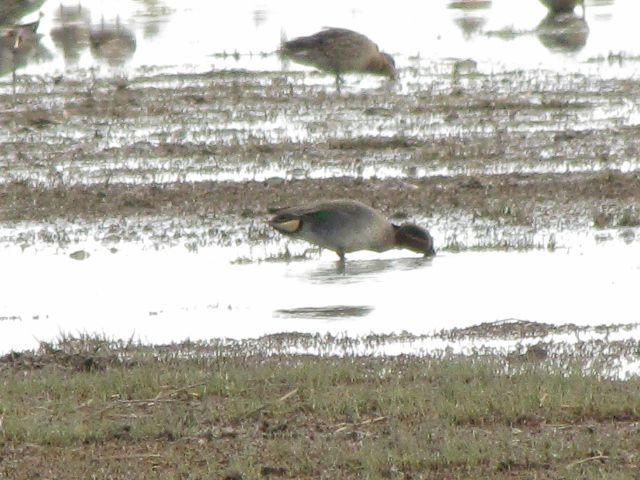 Eurasian Teal