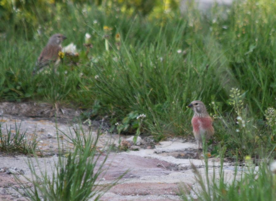 Common Linnet