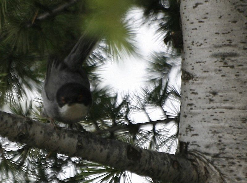 Sardinian Warbler