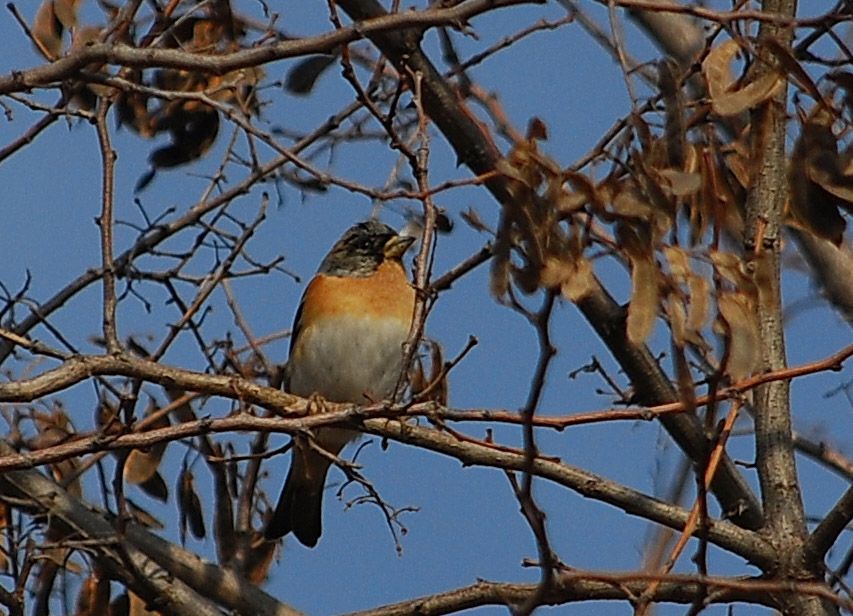 Brambling