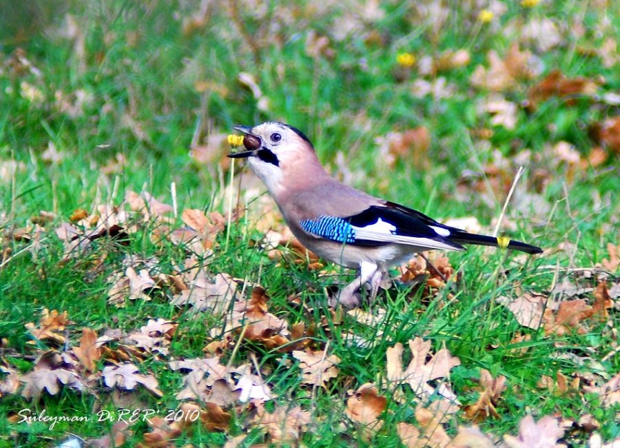 Eurasian Jay