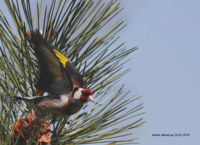 European Goldfinch