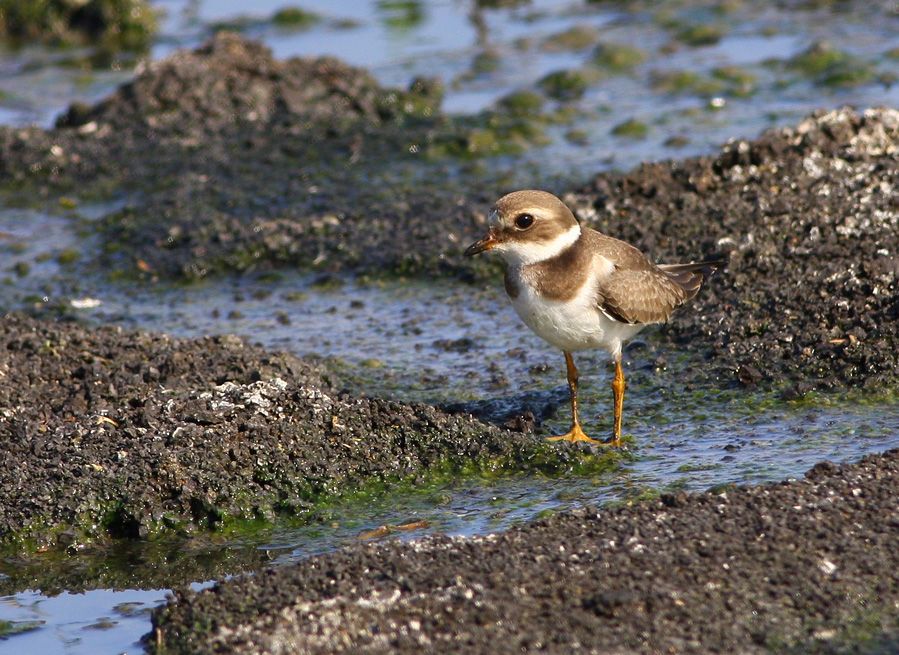 Common Ringed Plover