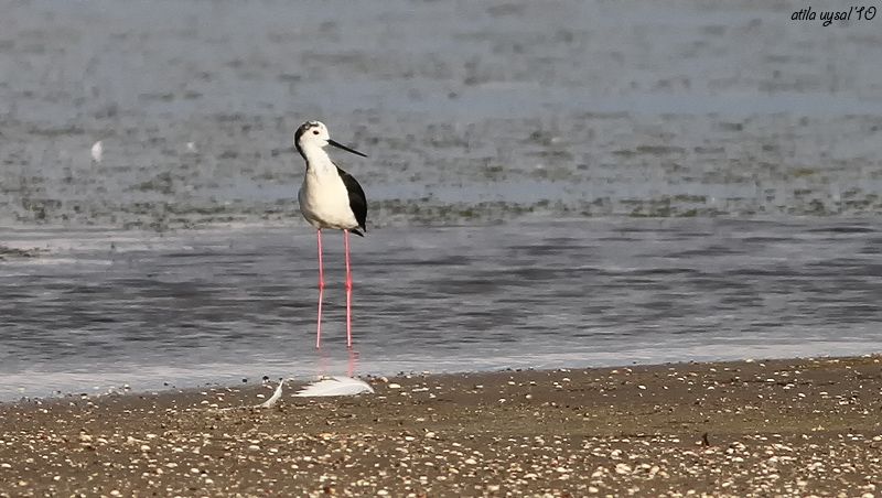 Black-winged Stilt
