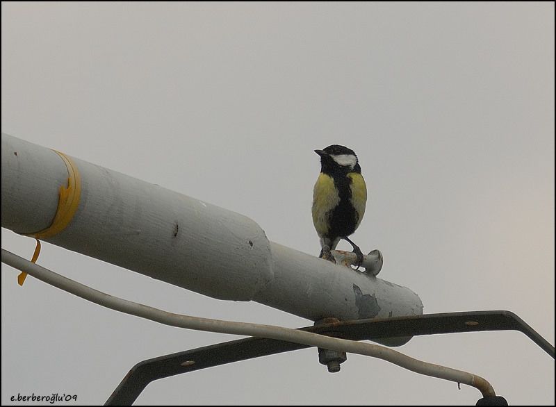 Great Tit