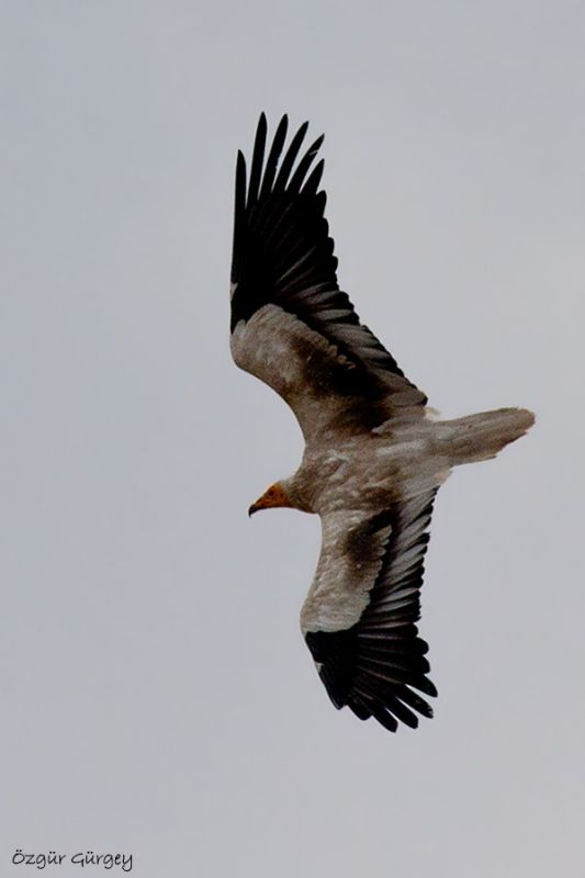 Egyptian Vulture