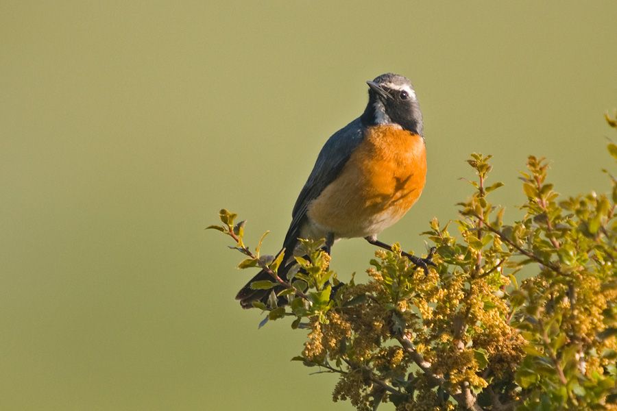 White-throated Robin