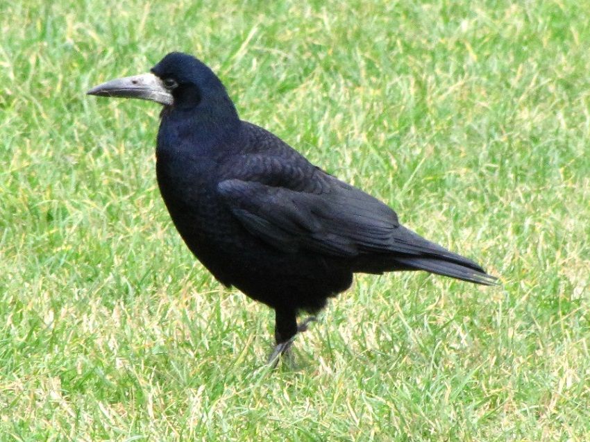 Ekin Kargası