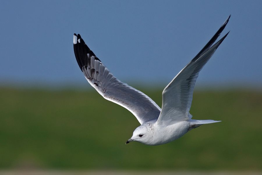 Common Gull