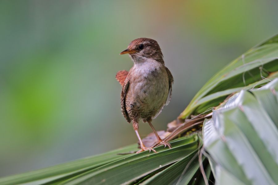 Eurasian Wren