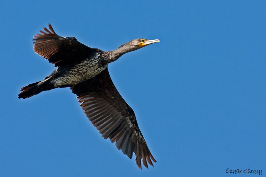 Great Cormorant