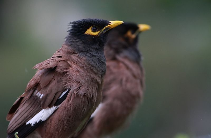 Common Myna