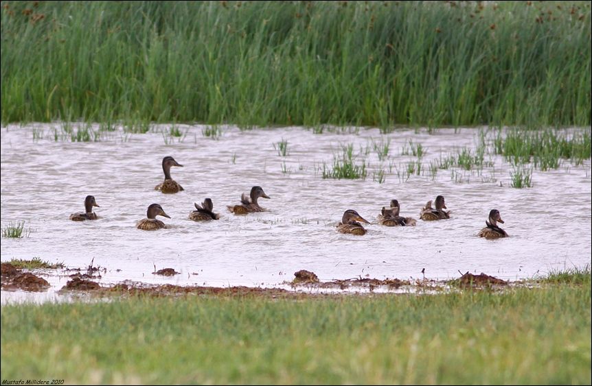 Mallard