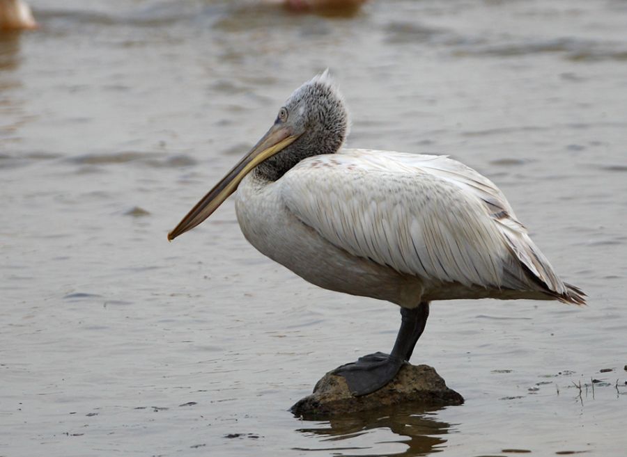 Dalmatian Pelican