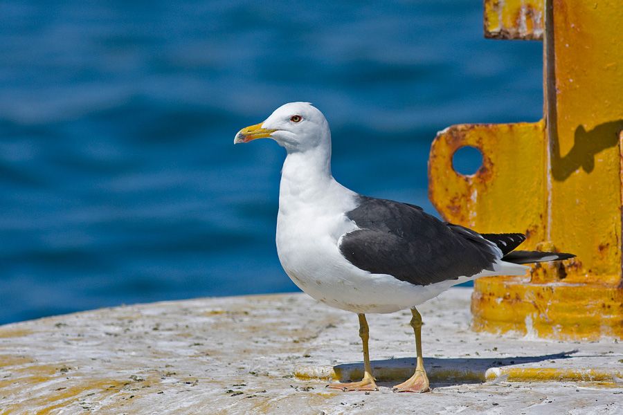 Lesser Black-backed Gull