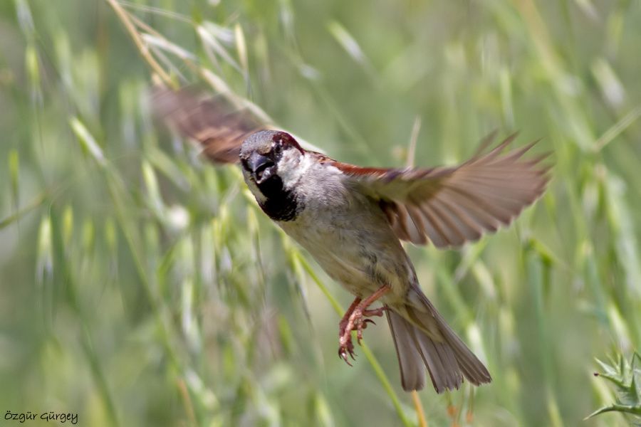House Sparrow