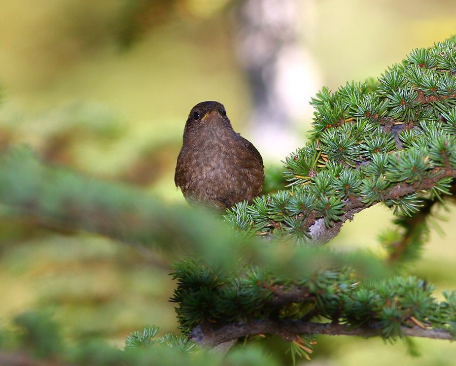 Eurasian Wren