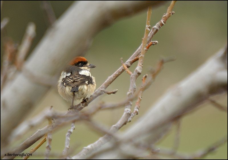 Woodchat Shrike