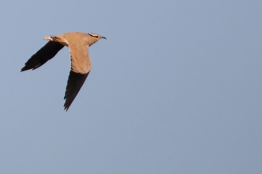 Cream-colored Courser