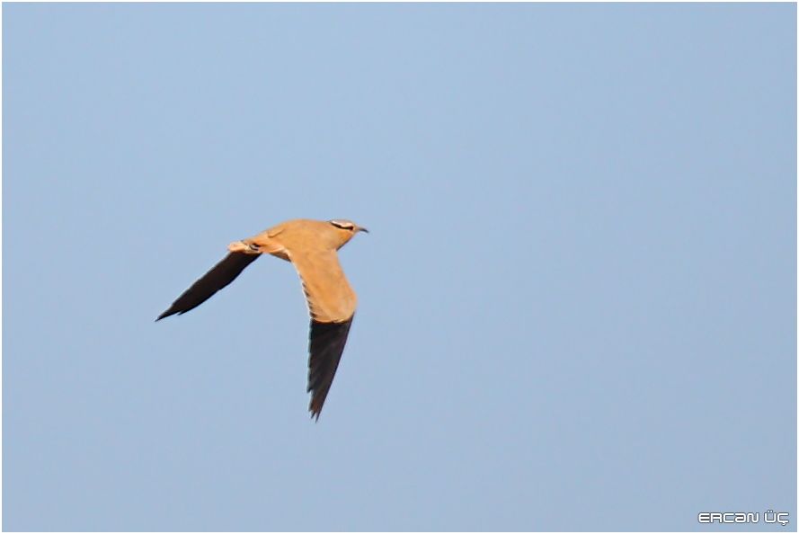 Cream-colored Courser