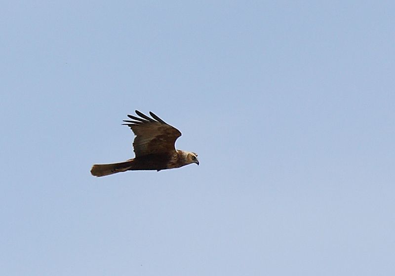 Saz Delicesi