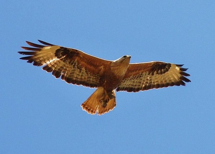 Kızıl Şahin