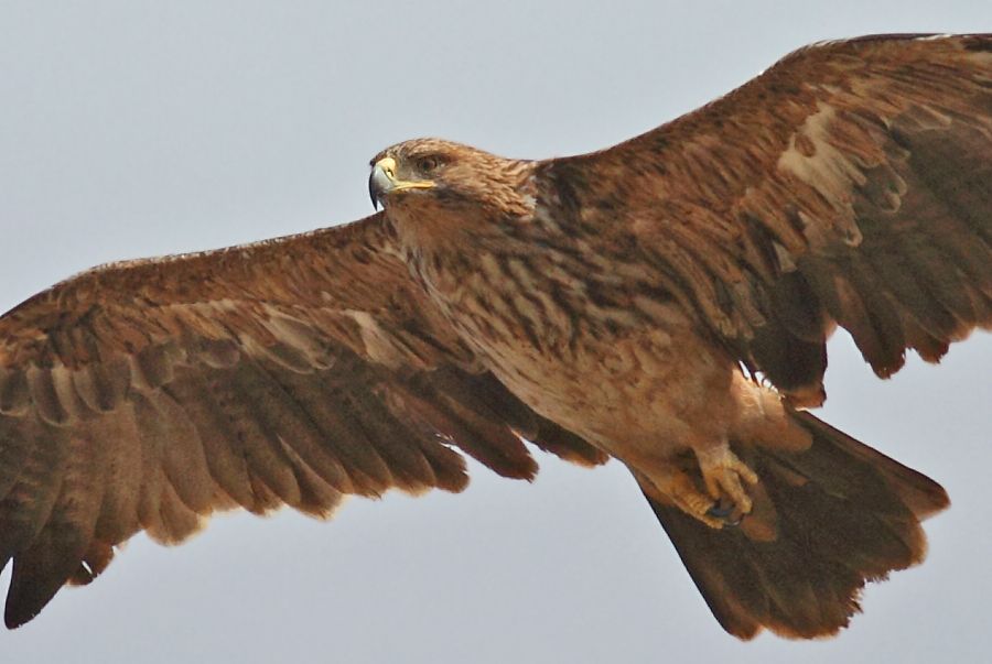 Şah Kartal