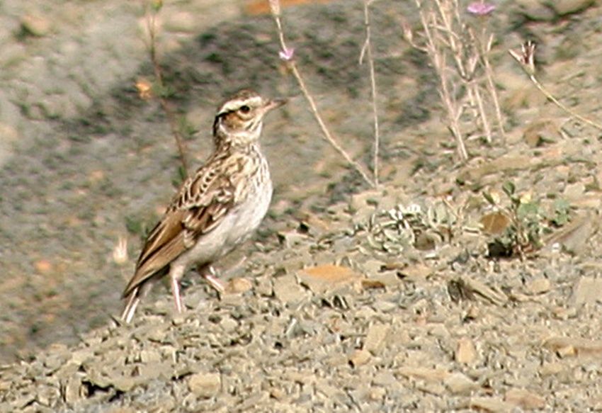 Orman Toygarı