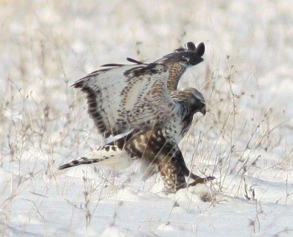 Paçalı Şahin