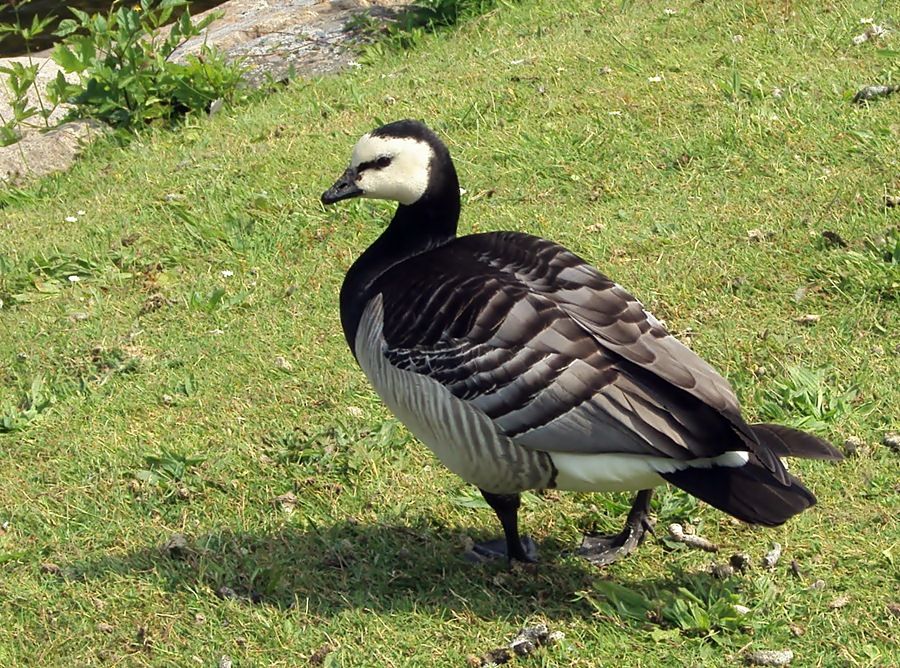 Barnacle Goose