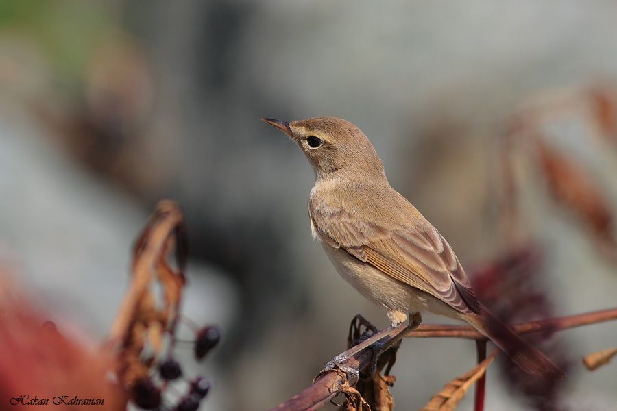Booted Warbler