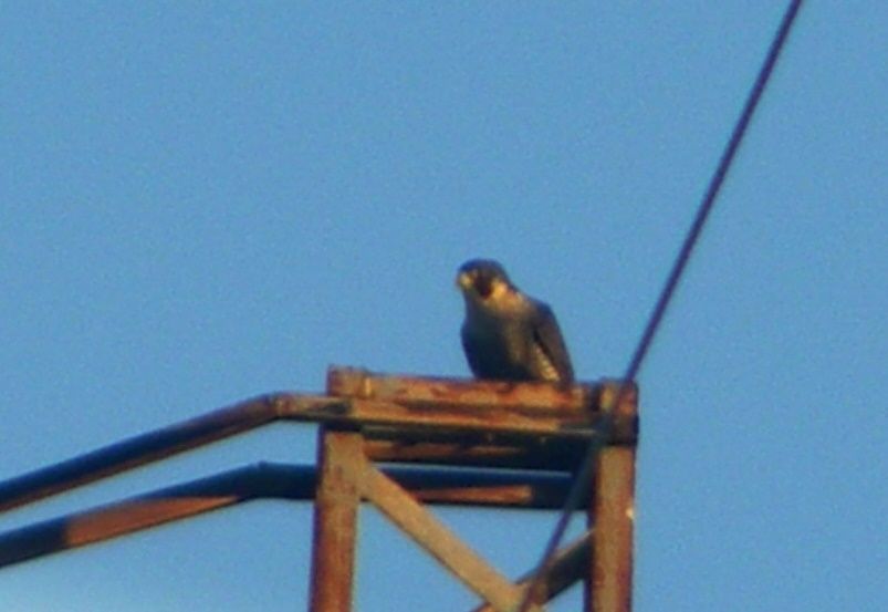 Gök Doğan