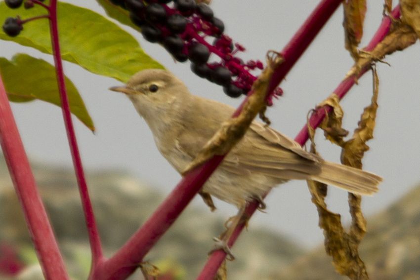 Booted Warbler