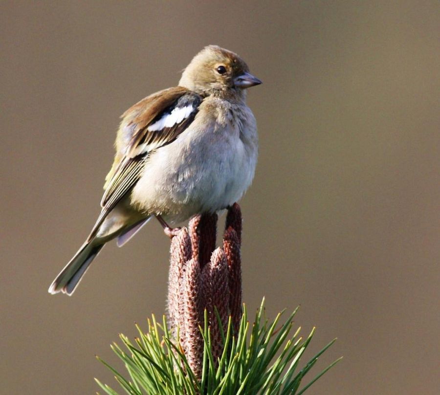 Eurasian Chaffinch