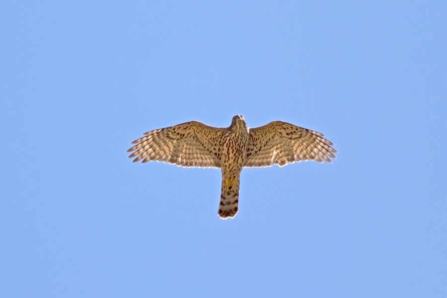 Eurasian Goshawk