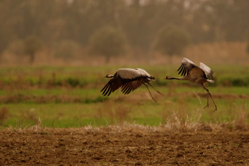 Common Crane