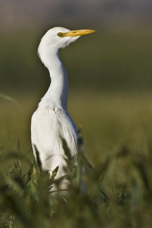 Western Cattle Egret