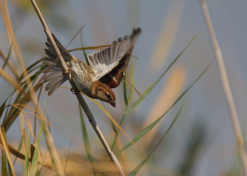 Spanish Sparrow