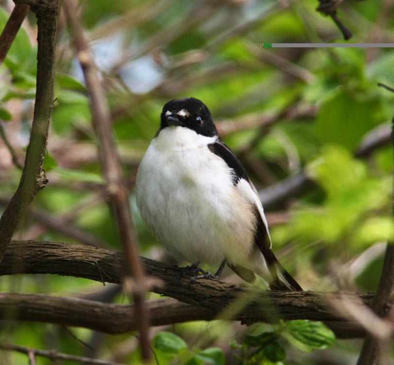 European Pied Flycatcher
