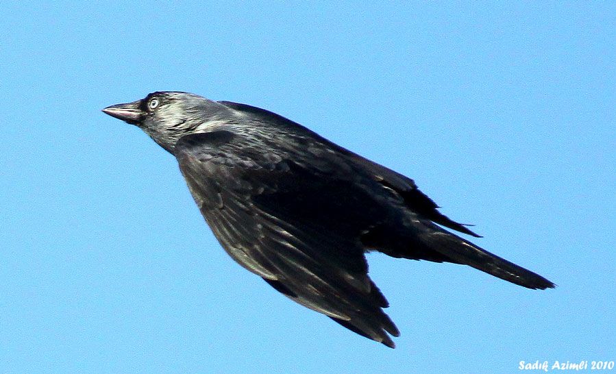 Western Jackdaw