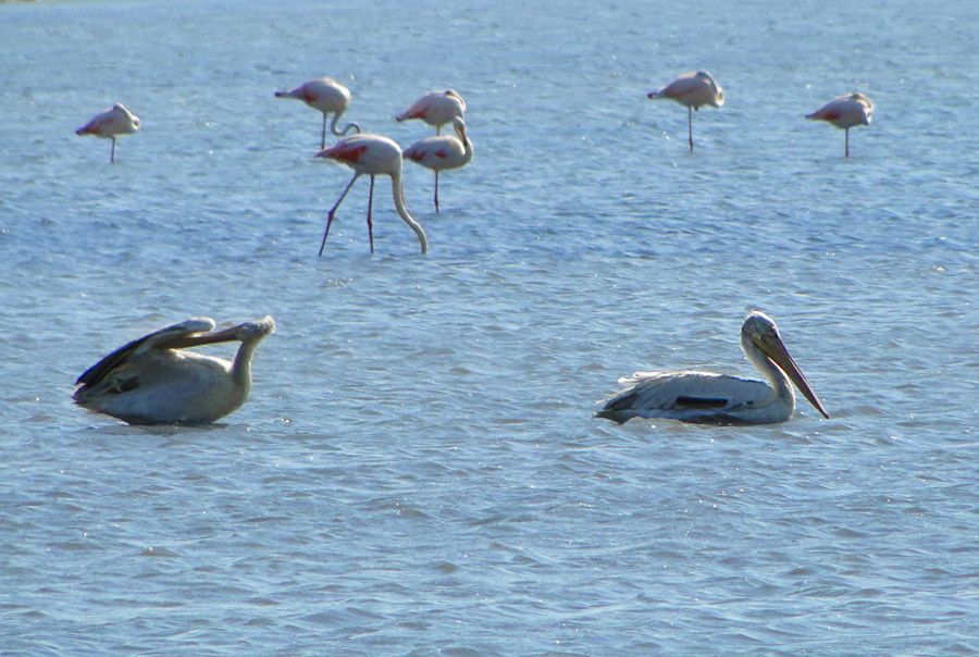 Dalmatian Pelican