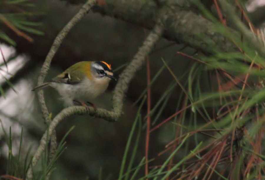 Common Firecrest