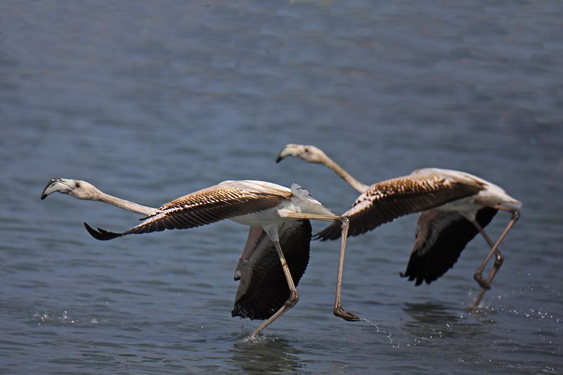 Greater Flamingo