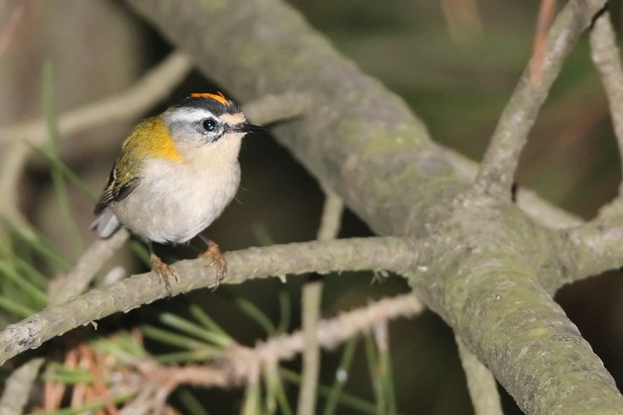 Common Firecrest