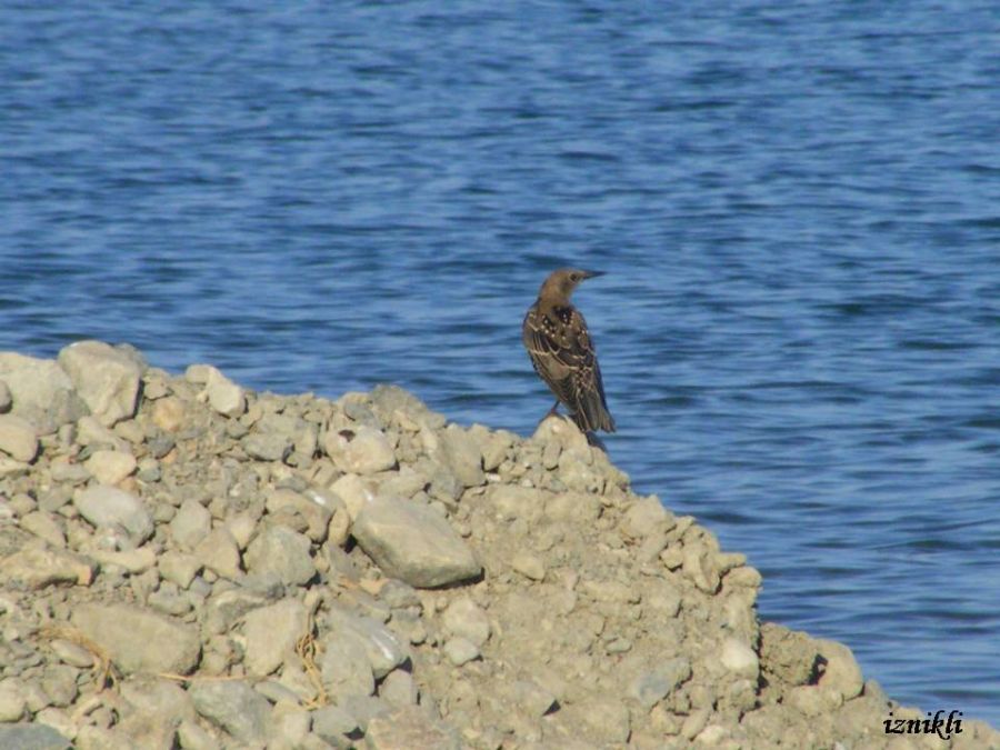 Common Starling
