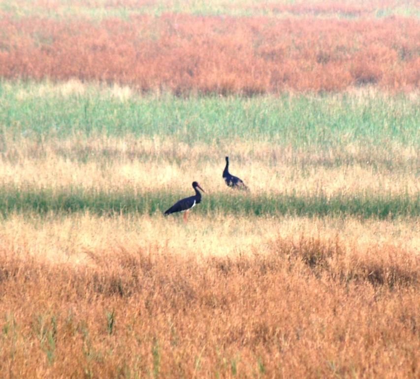 Black Stork
